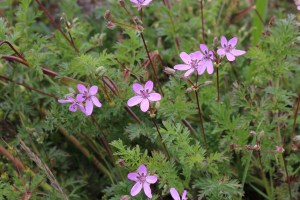 erodium cicutarium (3) (1200 x 800)